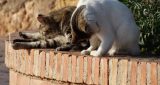 Блохи у котят, кошек и котов: как и чем вывести