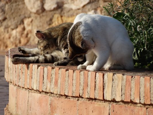 Блохи у котят, кошек и котов: как и чем вывести