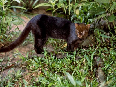 Ягуарунди цена котенка – сколько стоит ягуар животное?