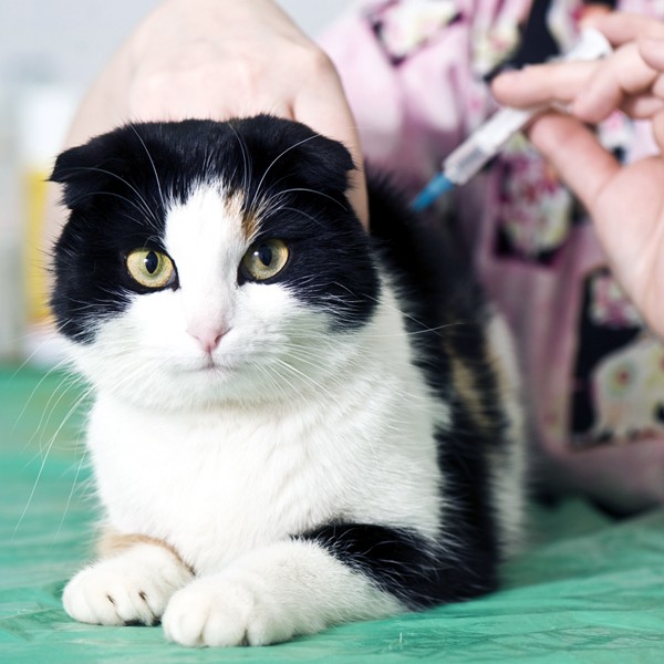 Бешенство у котов и кошек: признаки и симптомы | kotodom.ru