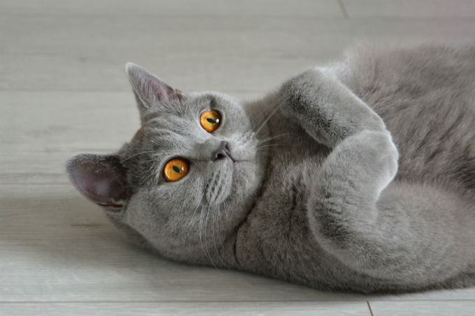 Британская короткошерстная кошка: описание породы, характер котов и котят,  фото и цена | kotodom.ru