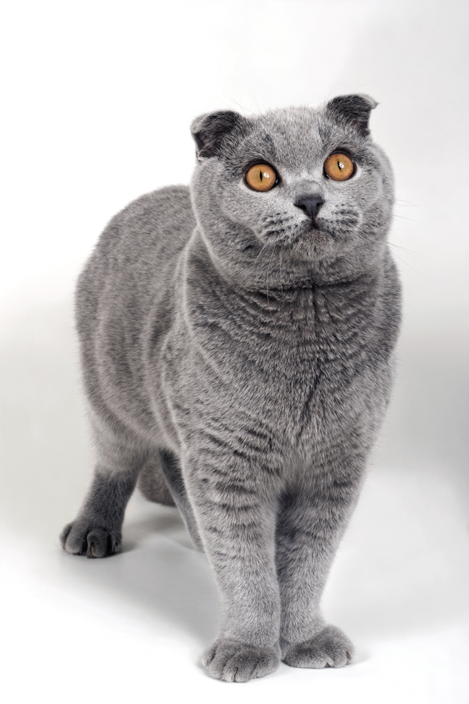 Скоттиш фолд или шотландская вислоухая кошка: описание породы, характер,  фото и цена | kotodom.ru
