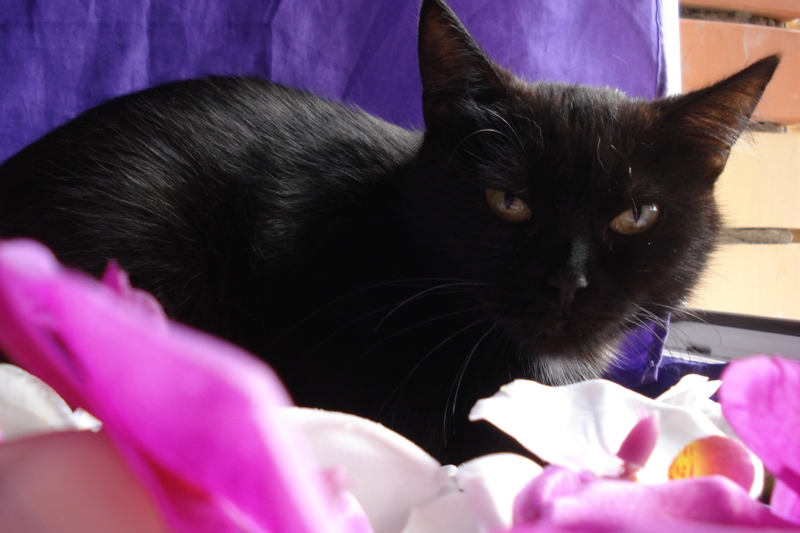 Купить кошку в курске. Чёрная кошка Курск. Черная кошка Белгород. Череповец котёнок чёрный. Купить черную кошечку в Курске.