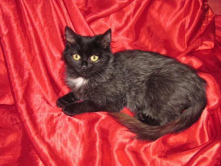 Купить кошку в курске. Шелковая чёрная кошка метис. Чёрная кошка Курск. Маккуин кошка черная.