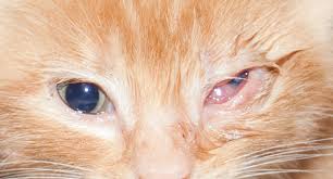 У кота гноятся глаза, нос: стоит ли бить тревогу?