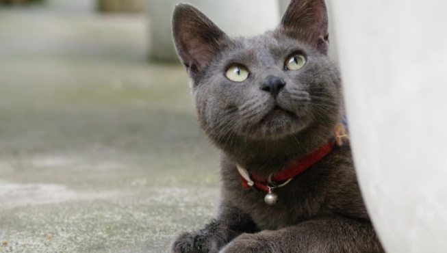 Ошейник для кошки с GPS: отзывы и где купить | kotodom.ru