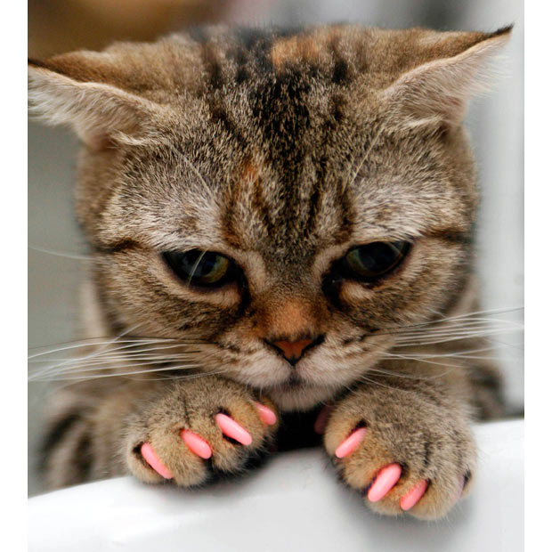 Антицарапки для кошек: отзывы ветеринаров, цены и фото с инструкцией |  kotodom.ru