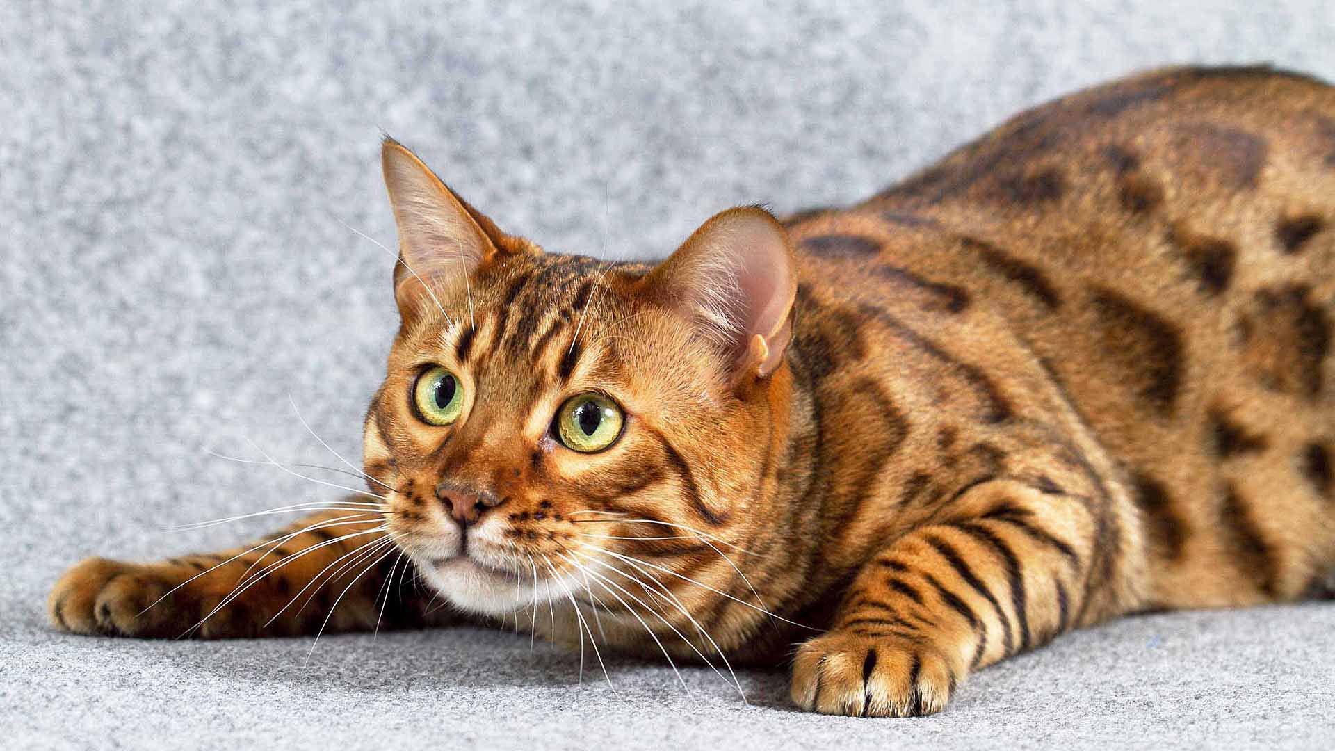 Бенгальская кошка: питомники, где купить, фото и цены | kotodom.ru