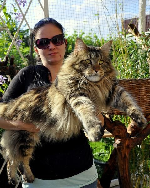 Мейн Кун: описание породы кошек, характер, фото и цена | kotodom.ru