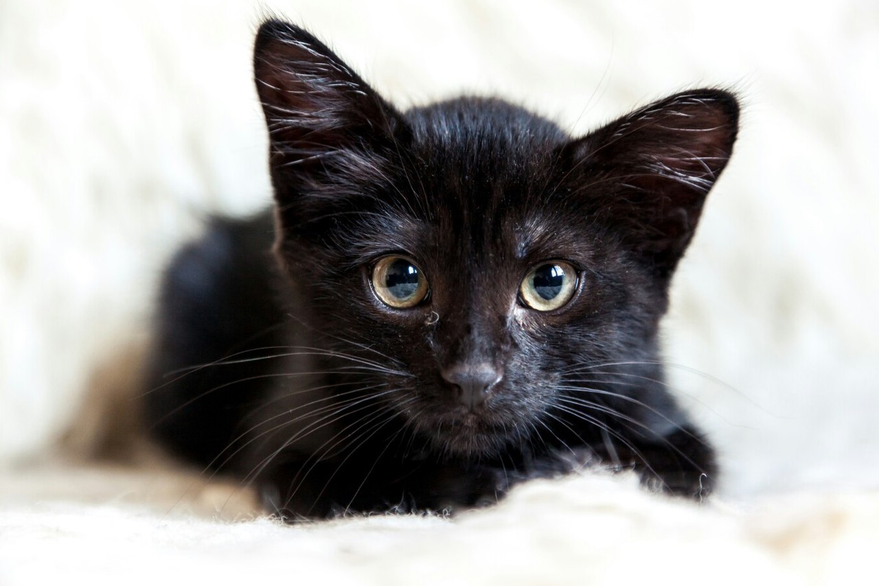 Авито черные котята