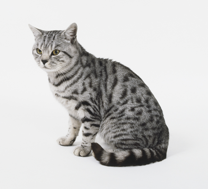 Американская короткошерстная кошка: описание породы, характер, фото и цена  | kotodom.ru