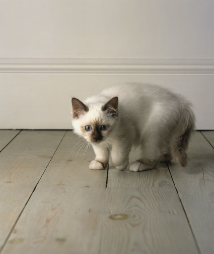 Балинезийская кошка: описание породы, характер, фото и цена | kotodom.ru