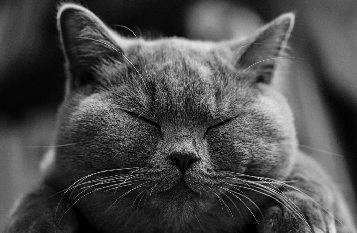 Эвинтон для кошек: инструкция по применению, состав, дозировка и цена |  kotodom.ru
