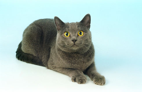 Европейская короткошерстная кошка (кельтская): описание породы, характер,  фото и цена | kotodom.ru