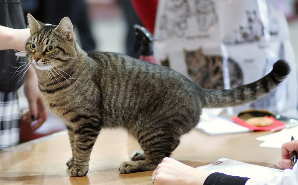 Породы кошек мышеловов: фото и видео | kotodom.ru