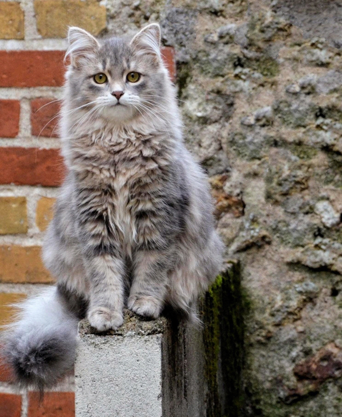 Сибирская кошка: описание породы, характер, фото и цена | kotodom.ru
