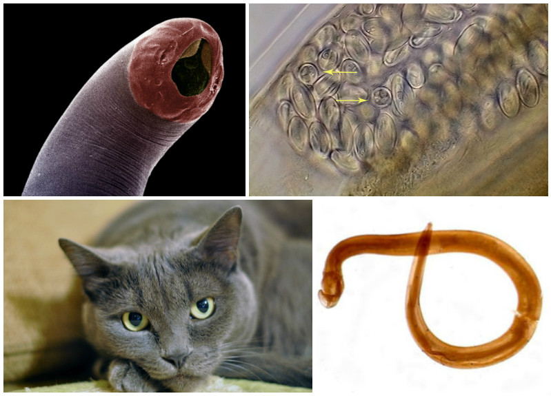 Глисты у кошек: виды, признаки, симптомы и лечение | kotodom.ru