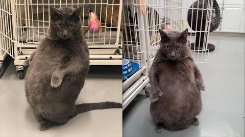 Самый толстый кот в мире ищет хозяев