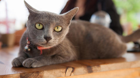 Корат кошка: описание породы, характер, фото и цена