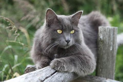 Нибелунг: описание породы кошек, характер, фото и цена
