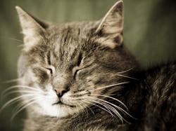 Питание котов при мочекаменной болезни: лечебные корма и добавки