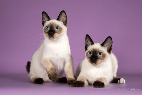 Скиф Той Боб: описание породы кошек, характер, фото и цена
